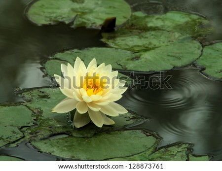 yellow lotus in the pond