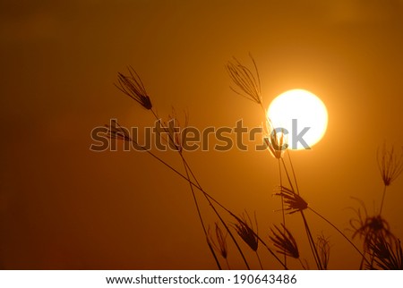 silhouette of flower against a sunset