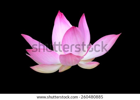 pink lotus on black background