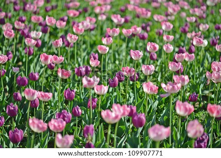 flowers  tulip petals of a flower