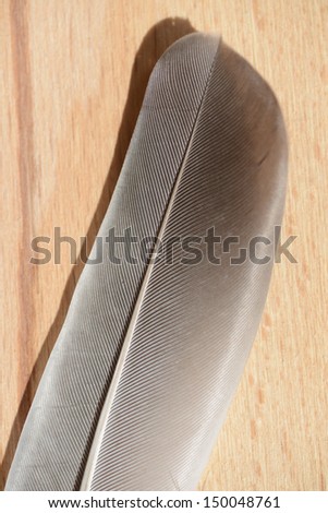 feather on brown board