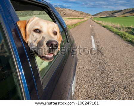 Dog in car window. Travel concept with pet in vehicle and straight road on background. Copyspace.