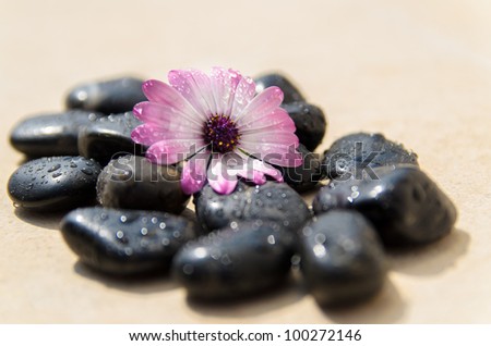 Zen concept of wet pink flower and wet spa stones on natural stone.