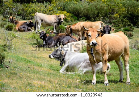 Herd of cows graze and rest in nature.
