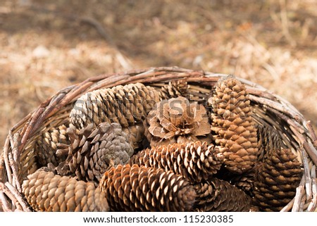 Autumn nature scene in pine forest with basket full of pine cones on ground.