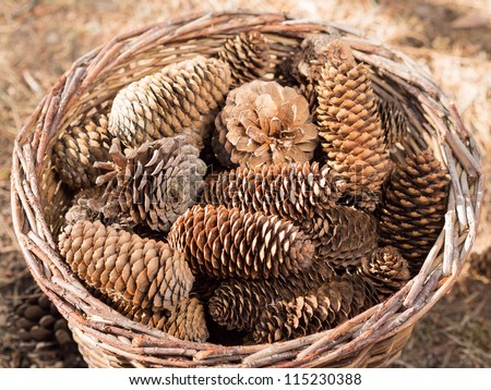 Autumn nature scene in pine forest with basket full of pine cones on ground.
