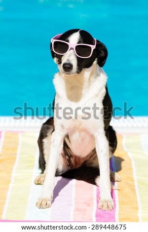 Funny female dog wearing sunglasses and sunbathing at poolside on summer.