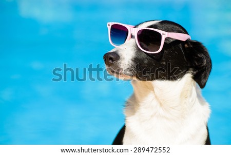 Funny female dog wearing sunglasses and sunbathing at swimming pool on summer. Summertime vacation concept.
