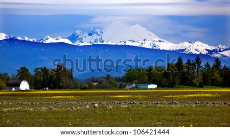 Mount Baker Skagit Valley Farm Yellow Flowers Snow Mountain Washington State Pacific Northwest