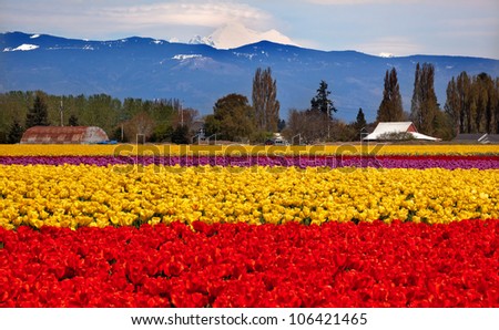 Red Yellow Tulips Flowers Mt Baker Skagit Valley Farm Washington State Pacific Northwest