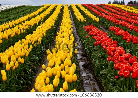 Red Yellow Tulip Hills Flowers Skagit Valley Farm Washington State Pacific Northwest