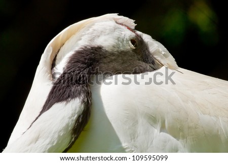 Red Crowned Crane Hiding in White Feathers, Close Up of Head and Eye, Grus Japonensis