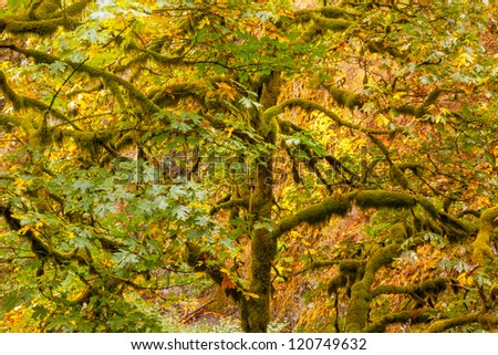 Green Tree Moss Colorful Fall Autumn Leaves Multnomah Falls Columbia River Gorge, Oregon, Pacific Northwest