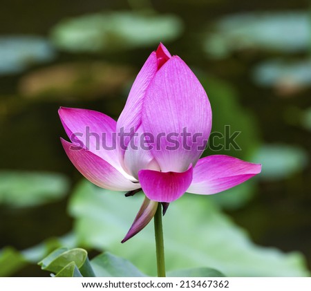 Pink Lotus Blooming and Close Up  Lotus Pond Temple of the Sun Beijing China China