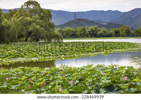 Yue Feng Pagoda Pink Lotus Pads Garden Reflection Summer Palace Beijing China