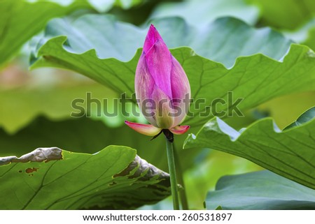 Pink Lotus Bud  Lily Pads Close Up  Lotus Pond Temple of the Sun Beijing China