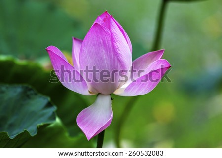 Pink Lotus Blooming Lily Pads Close Up  Lotus Pond Temple of the Sun Beijing China