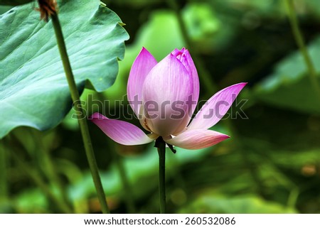 Pink Lotus Blooming and Close Up  Lotus Pond Temple of the Sun Beijing China