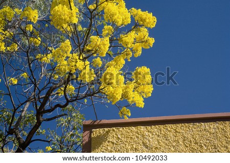 Vibrant Yellow Flower Tree, Guayacan Tabebuia, Brown Wall, Guadalajara Mexico