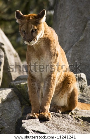 Mountain Lion Cougar Looking for Prey.  The Mountain Lion is a hunter and is always looking for movement to go after.