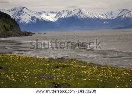 Snow Mountain Range ocean yellow flowers, seward highway, anchorage, Alaska