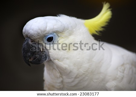 Australian Birds Cockatoo
