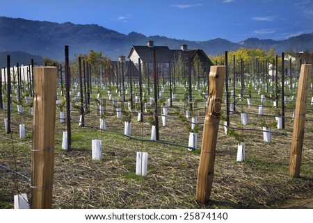 Winery New Vineyards Blue Skies Napa California