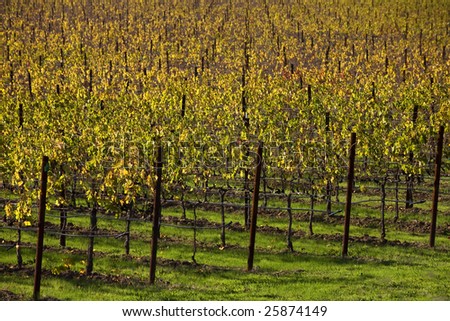 Yellow Vine Rows Leaves Vineyards Napa California