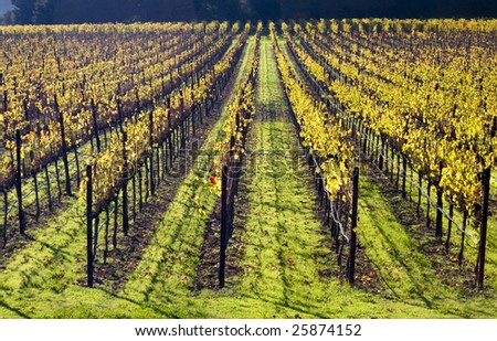 Yellow Leaves Vines Fall Napa Vineyards California