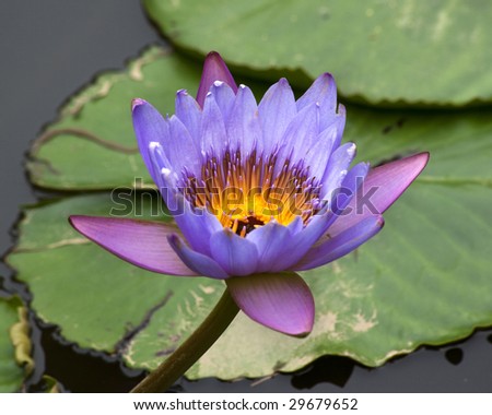 Blue Yellow Water Lily Flowers and Pads, Closeup, Macro