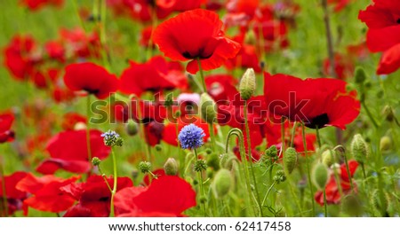 Red Poppies Flowers Blue Clover in Field Snoqualme Washington Papaver Rhoeas Common Poppy Flower