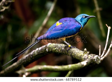 Colorful African Birds