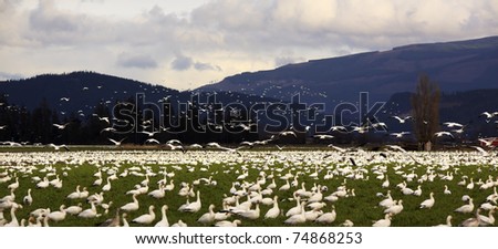 Thousands of Snow Geese Farmer\'s Field Flying Across Mountain