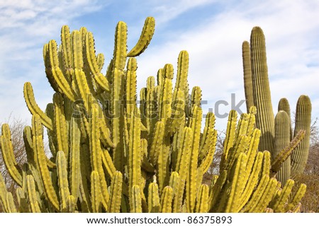 Organ Pipe Cactus Stenocereus Thurberi, Saguaro Cactus Desert Botanical Garden Papago Park Sonoran Desert Phoenix Arizona