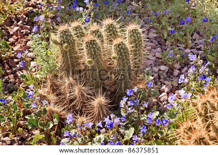Pipe Cactus, Blue Flowers, Desert Botanical Garden Papago Park Sonoran Desert Phoenix Arizona