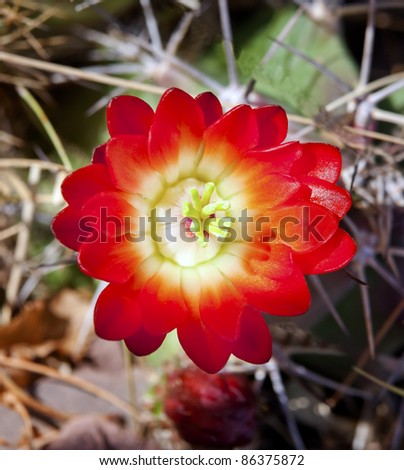 Red Cactus Flower Blossom Desert Botanical Garden Papago Park Sonoran Desert Phoenix Arizona