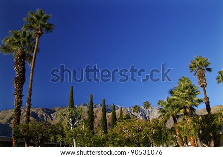 Fan Palms Trees washingtonia filifera Mountains Palm Springs California
