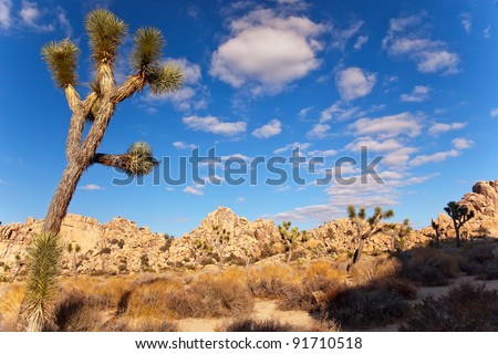 Joshua Tree Landscape Yucca Brevifolia Mojave Desert Joshua Tree National Park California Named by the Mormon Settlers for Joshua in the Bible because the branches look like outstretched hands