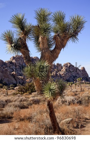 Many Branches Joshua Tree Yucca Brevifolia Mojave Desert Joshua Tree National Park California Named by the Mormon Settlers for Joshua in the Bible because the branches look like outstretched hands