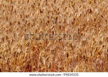 Ripe Wheat Field Ready for Harvest Abstract Palouse Washington State Pacific Northwest