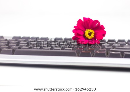Keyboard and red flower isolated on white background