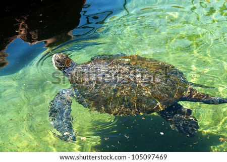 Sea turtle swims in blue green  underwater in the Red Sea Eilat