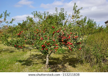 Red organic apples on trees in a orchad agriculture farm yard