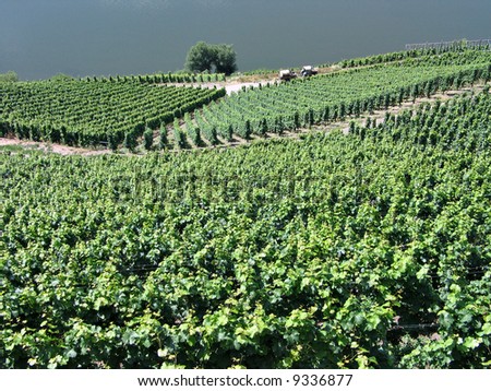 Vineyards grapes fields on the hills in the Mosel area Germany
