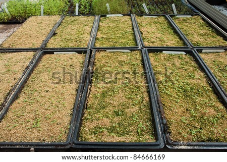 Bedding nursery pots containers of new fresh plants in agriculture  greenhouse