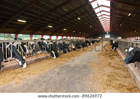 Modern farm cowshed with milking cows eating hay