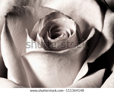 beautiful orange rose closeup in black and white photo