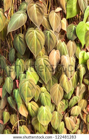forest betel leaf on the tree