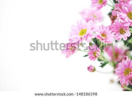 pink chrysanthemum flower on white background