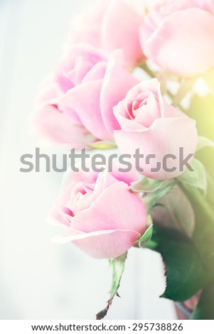 pink roses with soft light and color effect